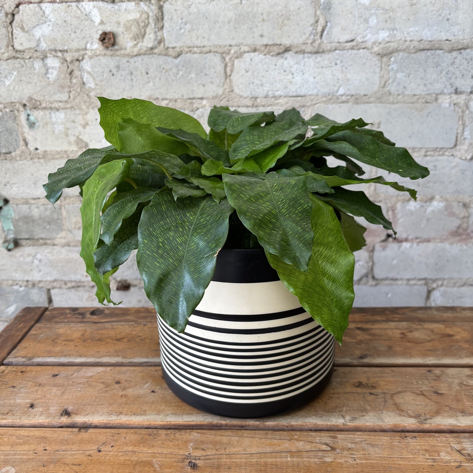 Calathea Musaica 'Network' 6"