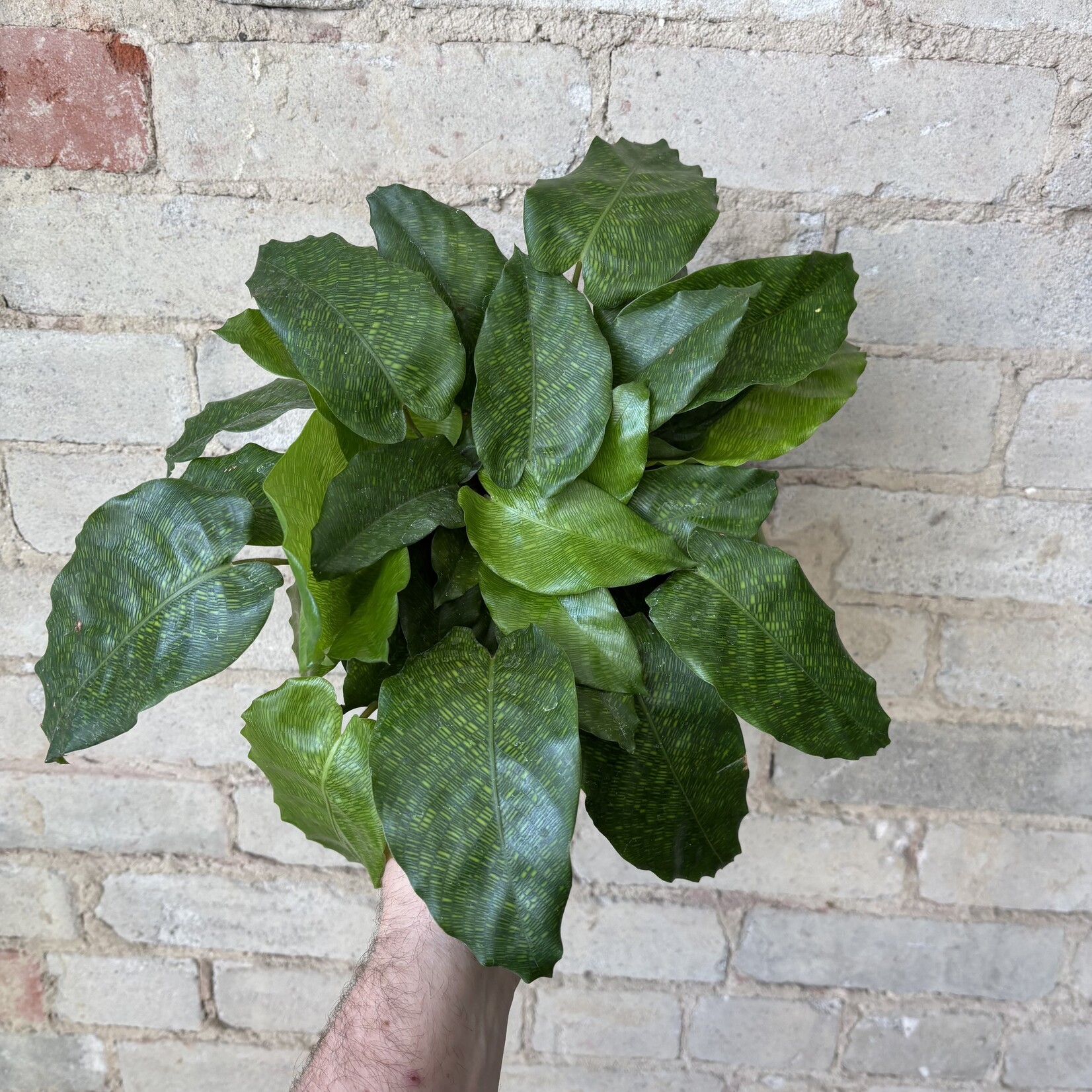 Calathea Musaica 'Network' 6"