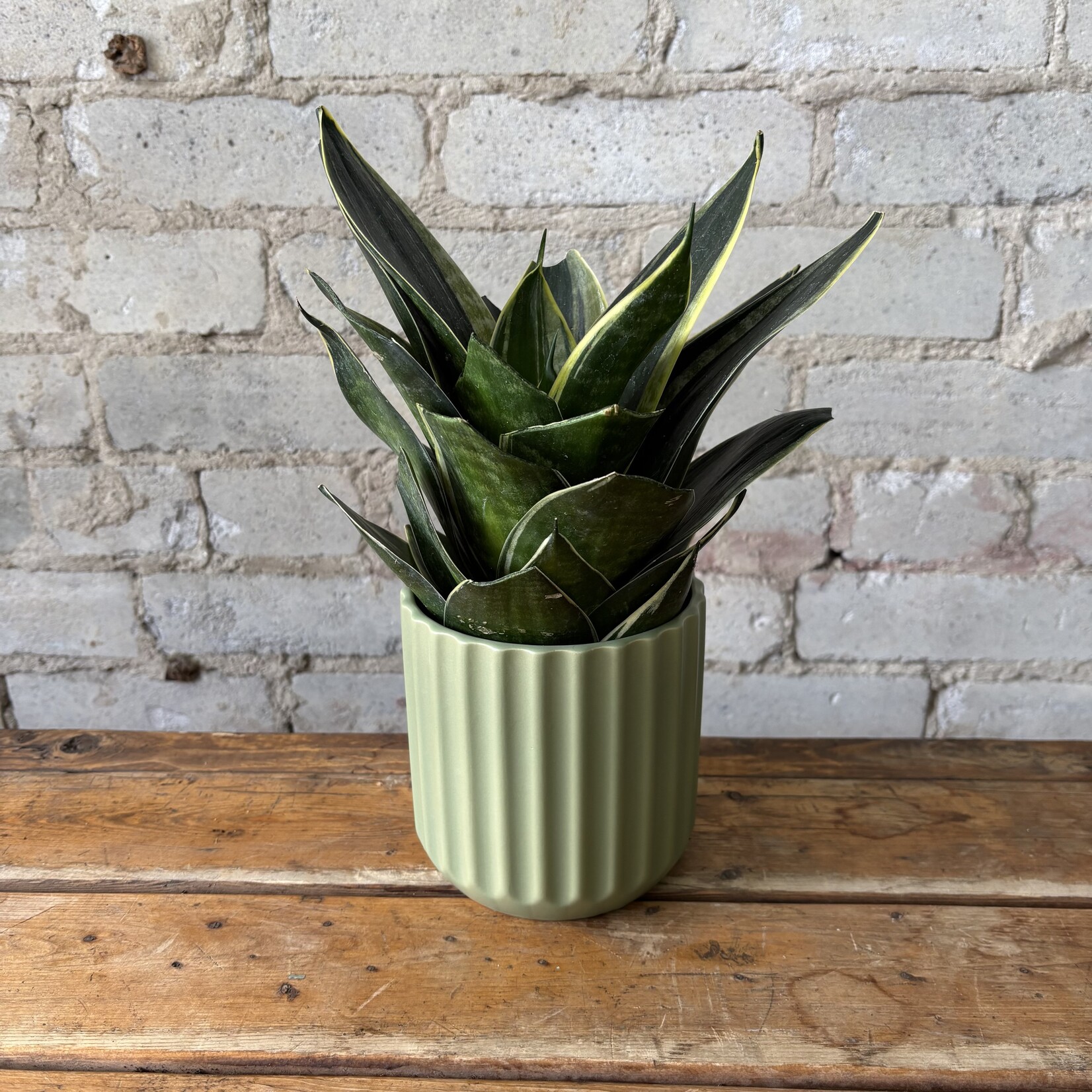 Sansevieria Star Power 4"