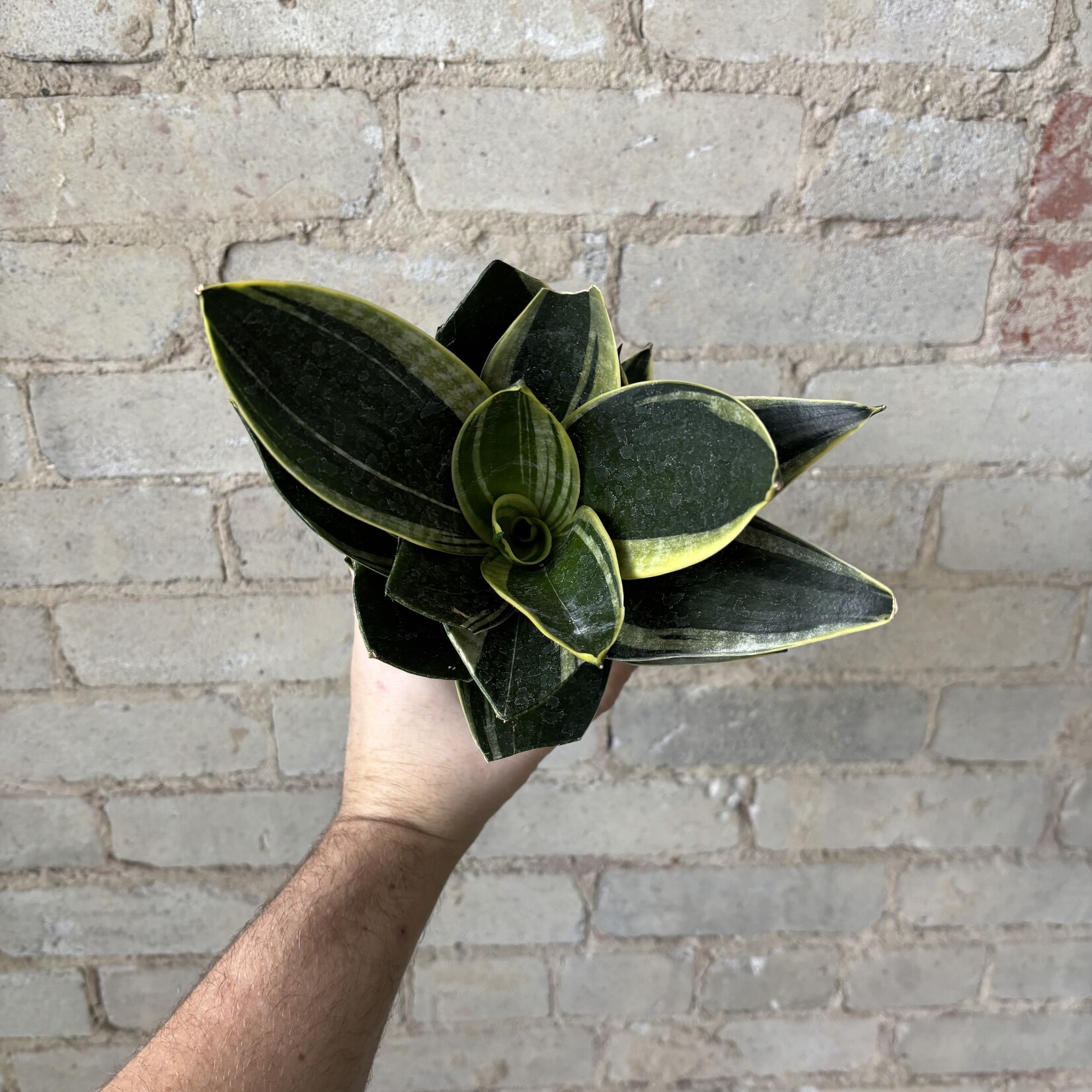 Sansevieria Star Power 4"