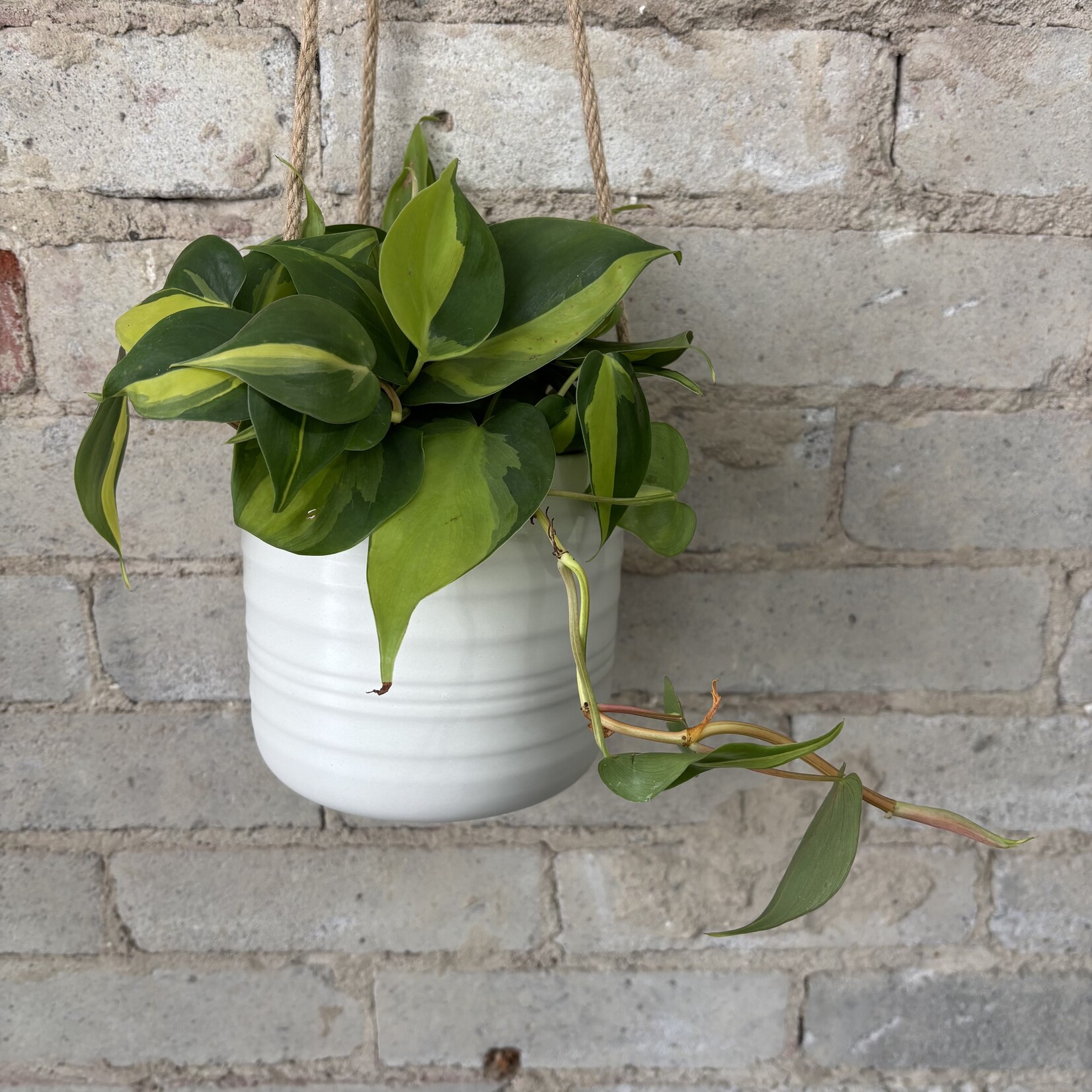 Philodendron Brazil 5"