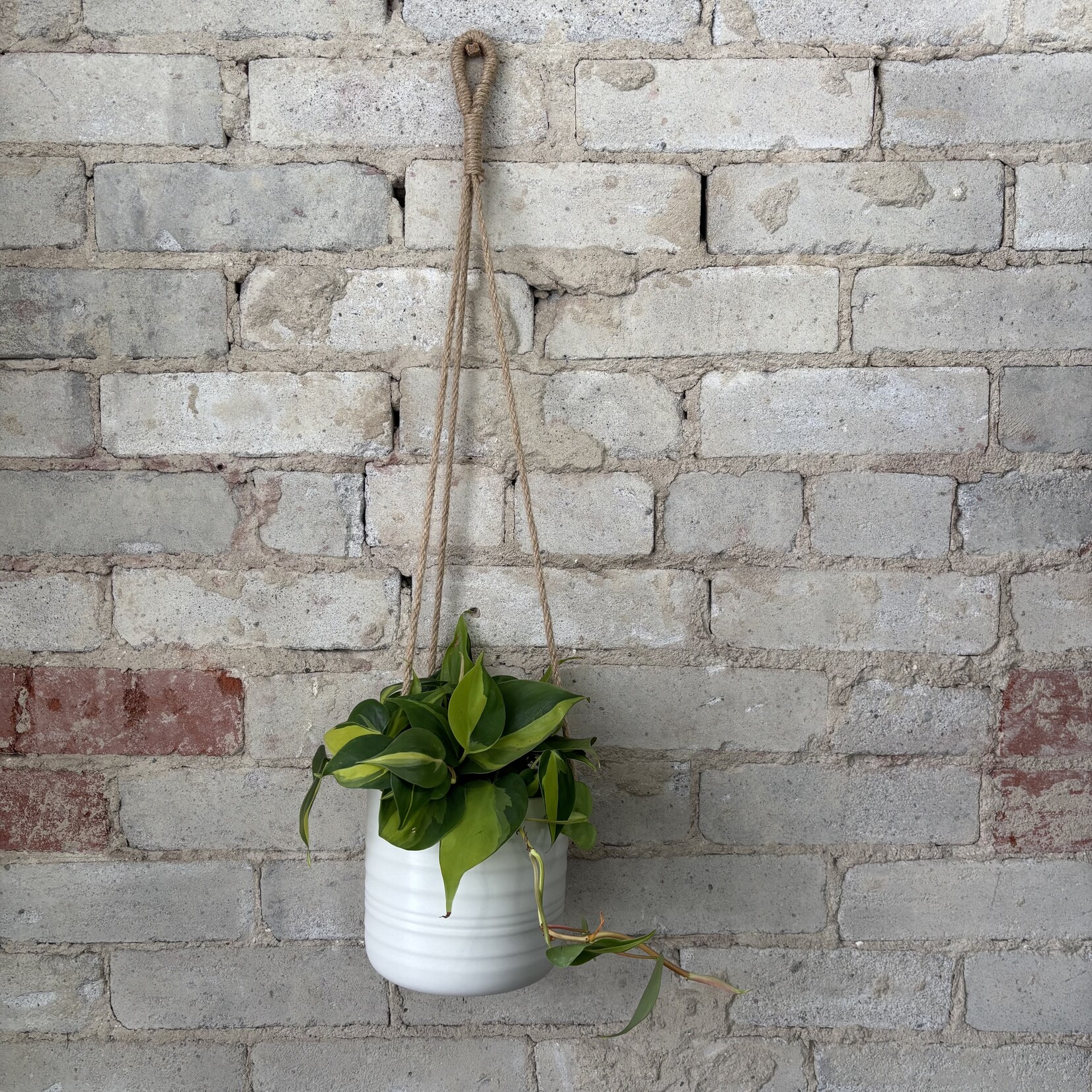 Philodendron Brazil 5"