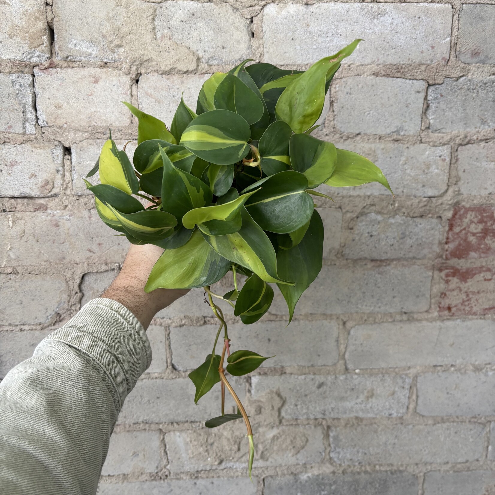 Philodendron Brazil 5"