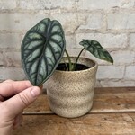 Alocasia Dragon Scale 4"