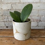 Hoya Vitellinoides 4"