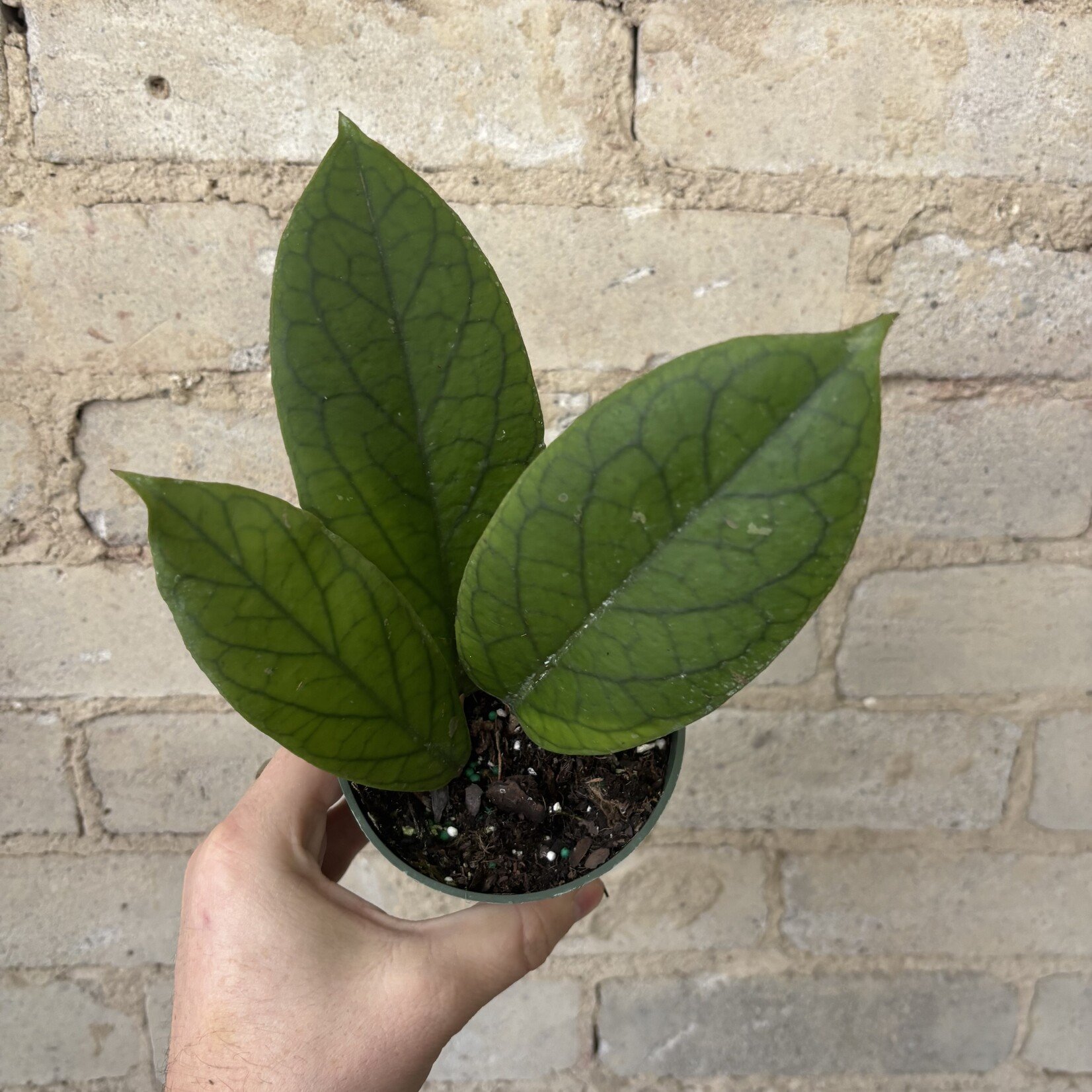 Hoya Vitellinoides 4"