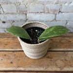 Hoya Chicken Farm 4"