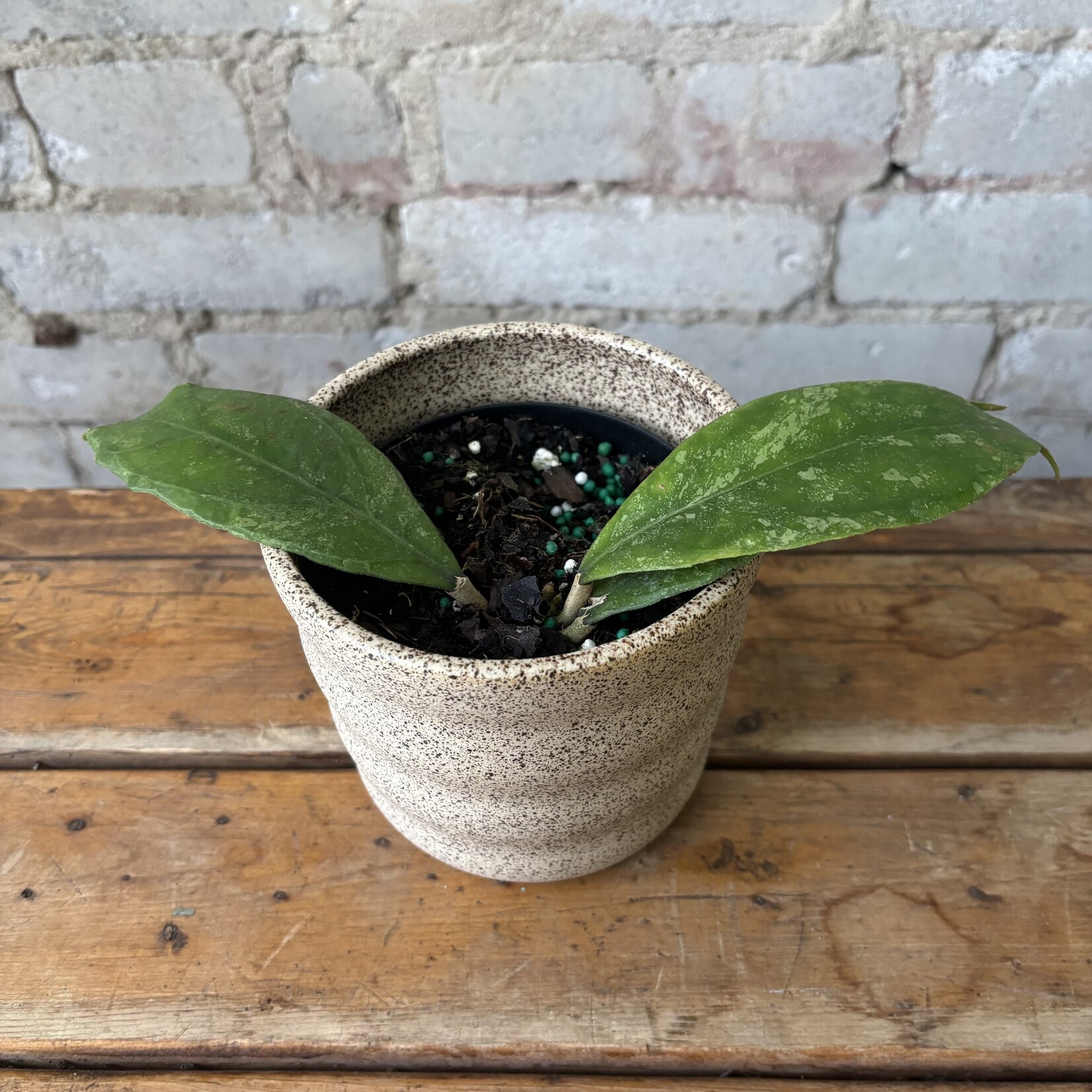 Hoya Chicken Farm 4"