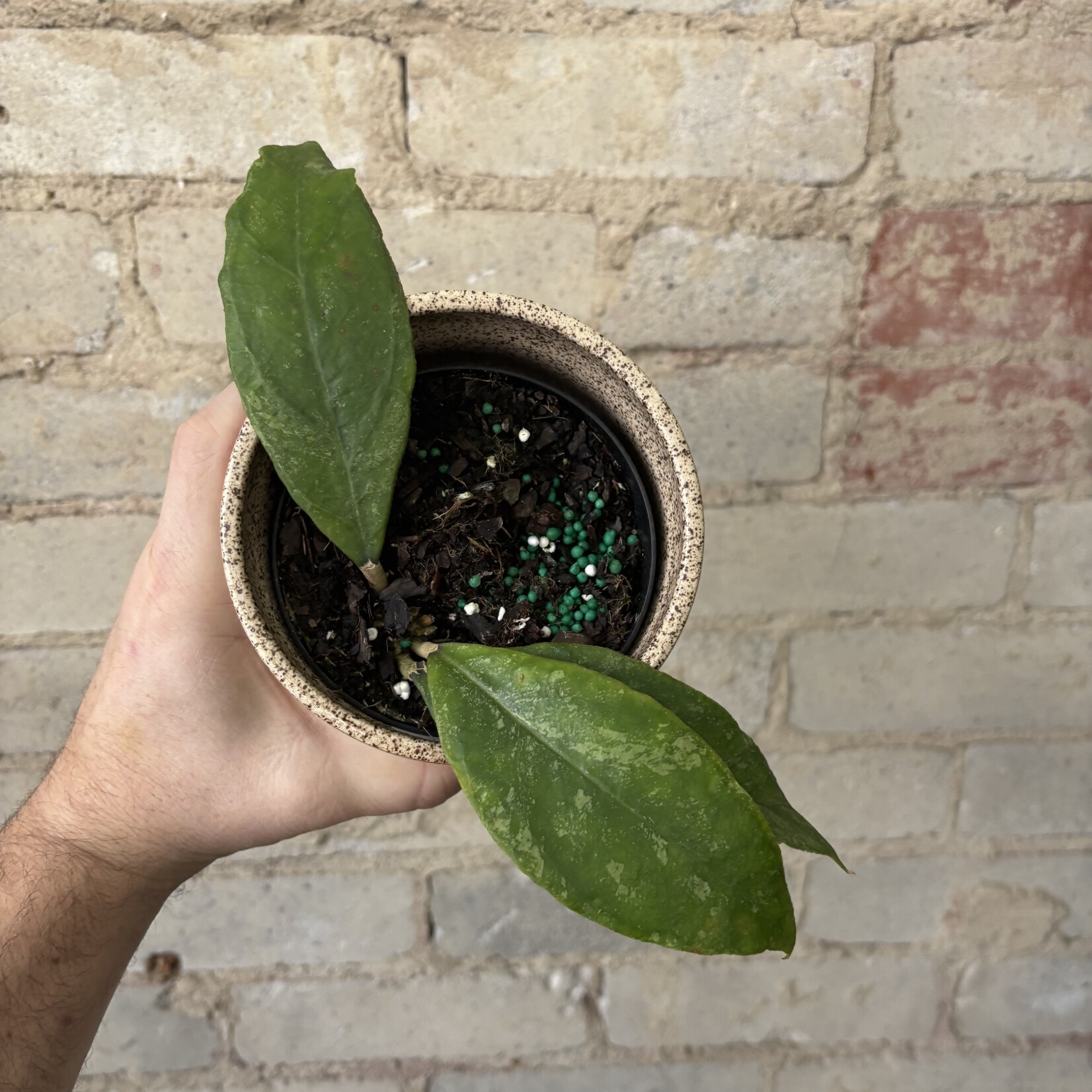 Hoya Chicken Farm 4"