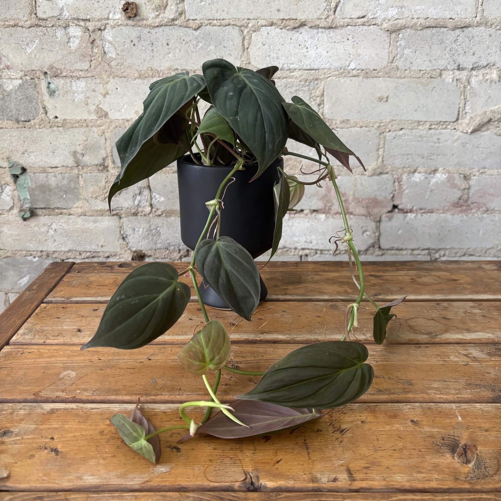 Philodendron Micans 4"