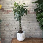 Pachira Aquatica - Money Tree 10"