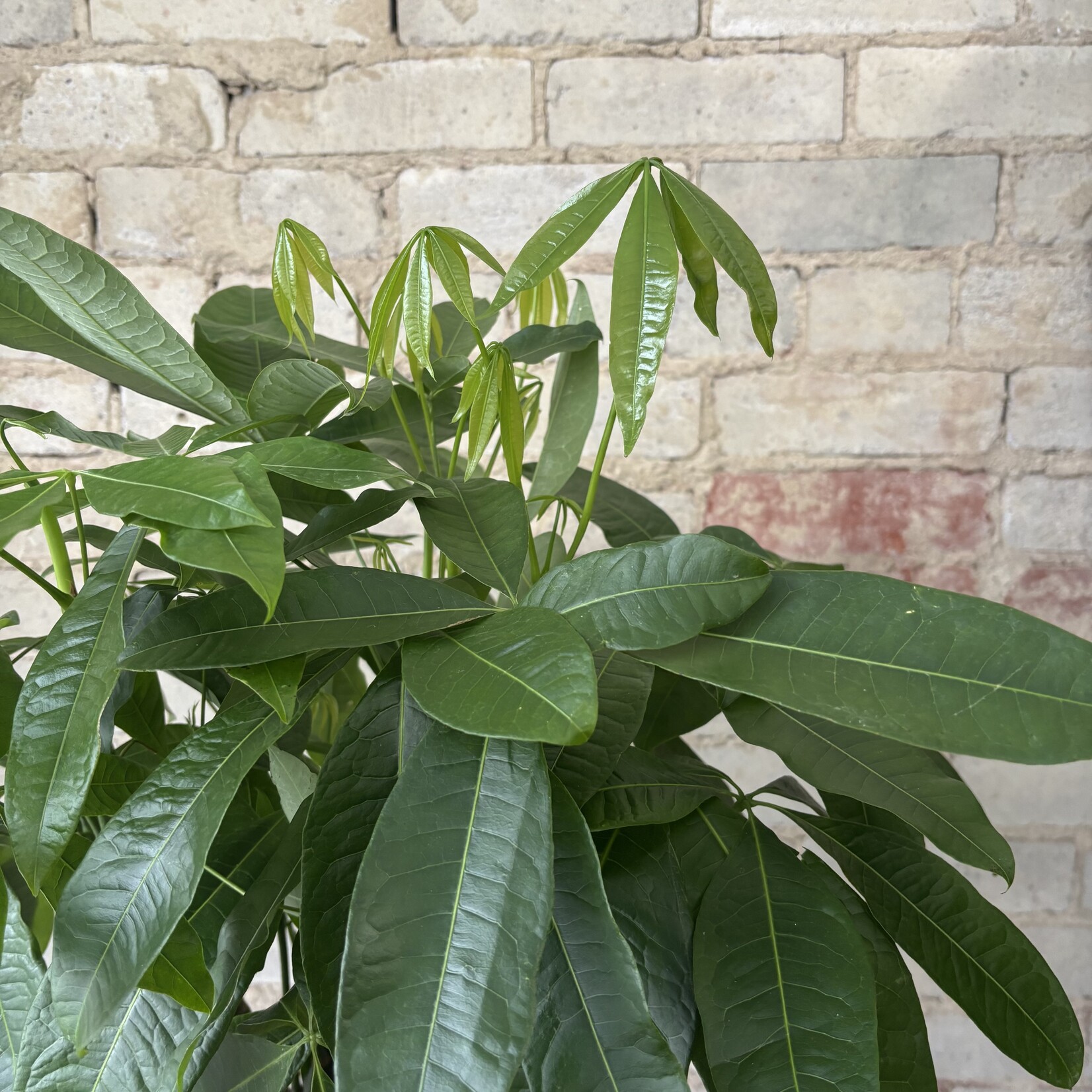 Pachira Aquatica - Money Tree 10"