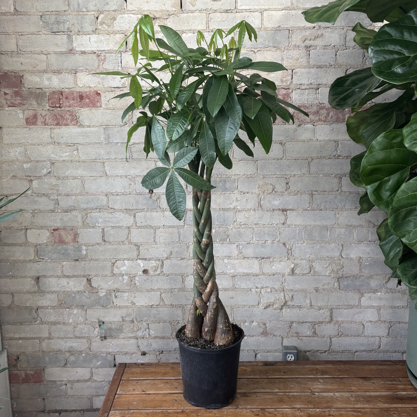 Pachira Aquatica - Money Tree 10"