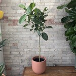 Ficus Audrey Standard 10"