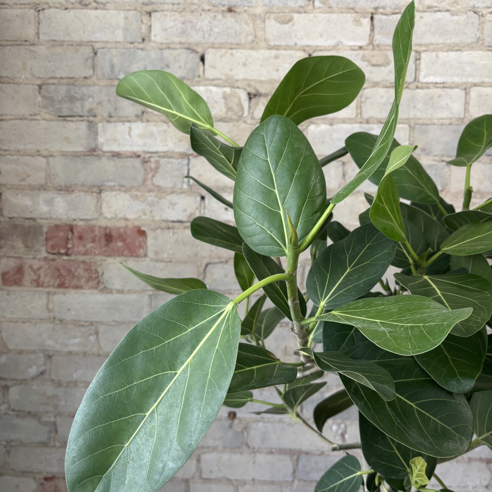 Ficus Audrey Standard 10"