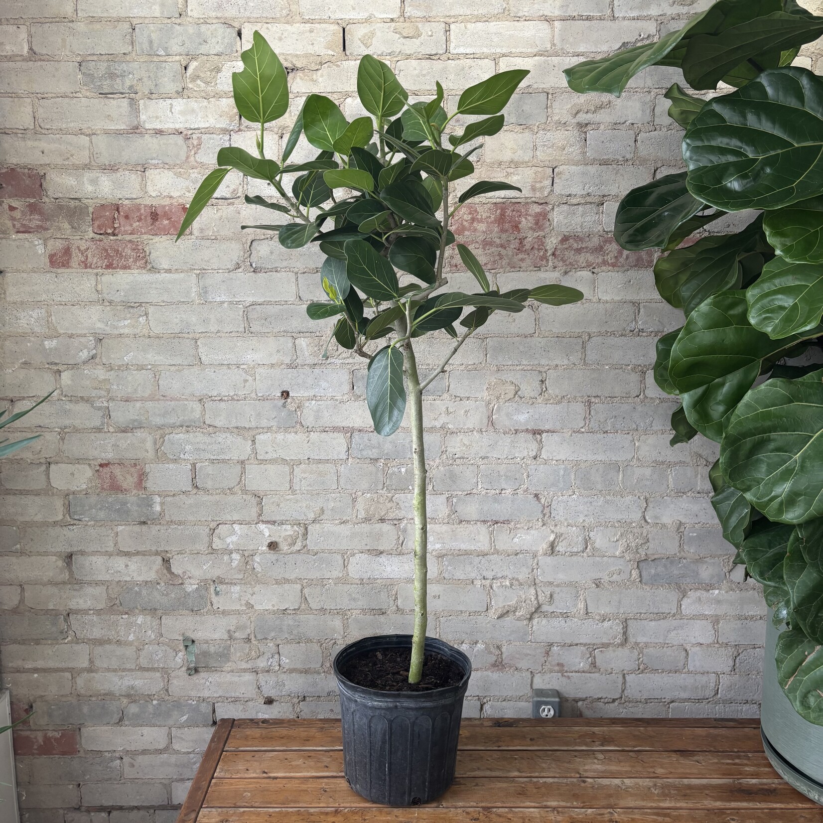 Ficus Audrey Standard 10"