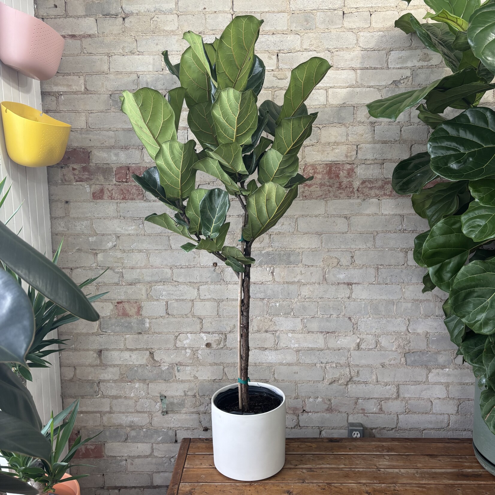 Ficus Lyrata Standard 10"