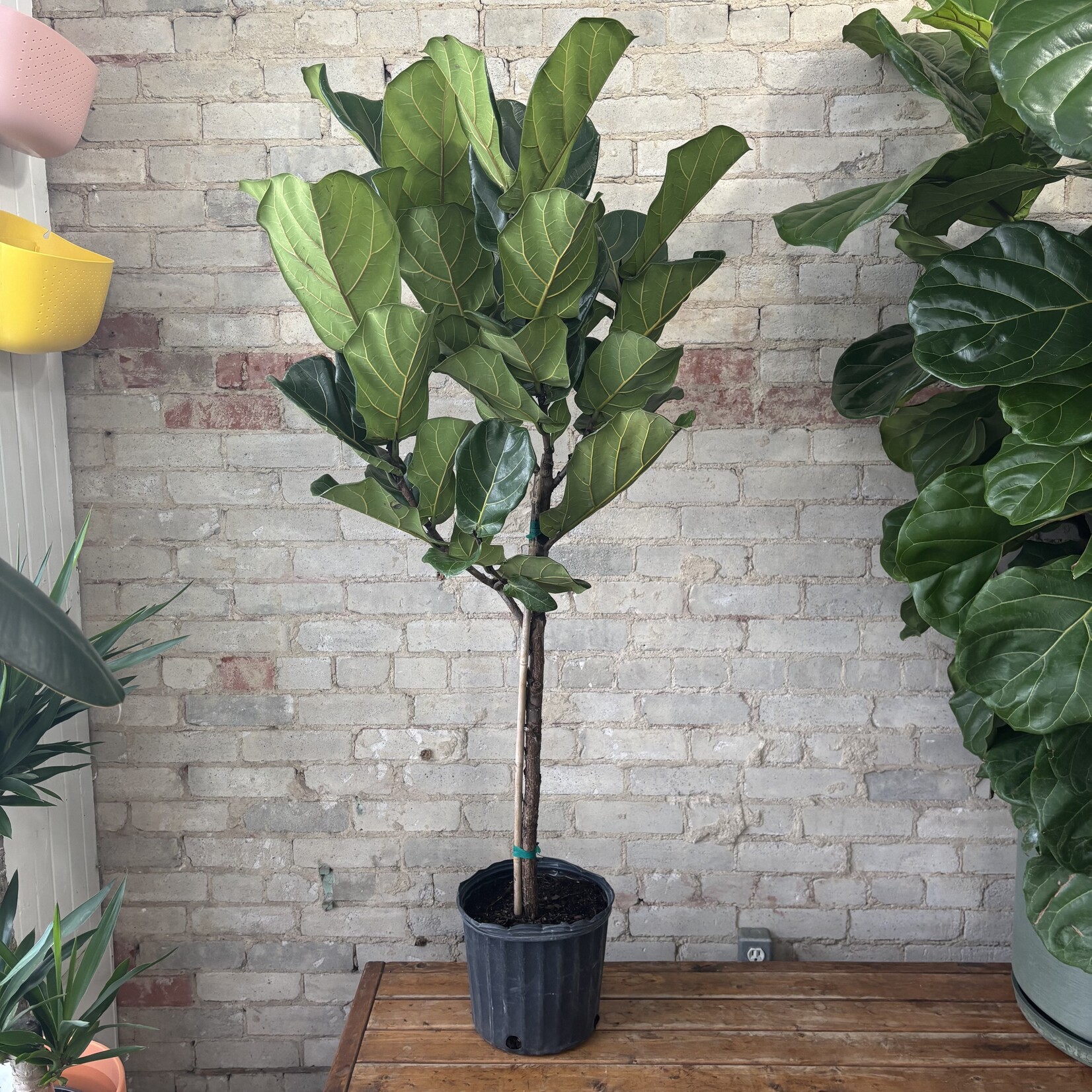Ficus Lyrata Standard 10"