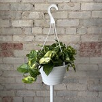 Lemon Meringue Pothos 8" HB