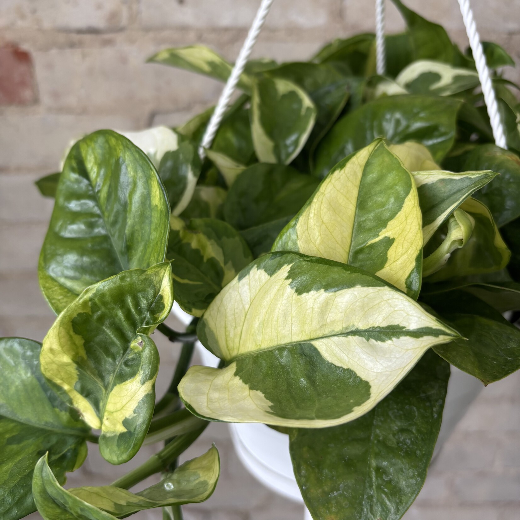 Lemon Meringue Pothos 8" HB