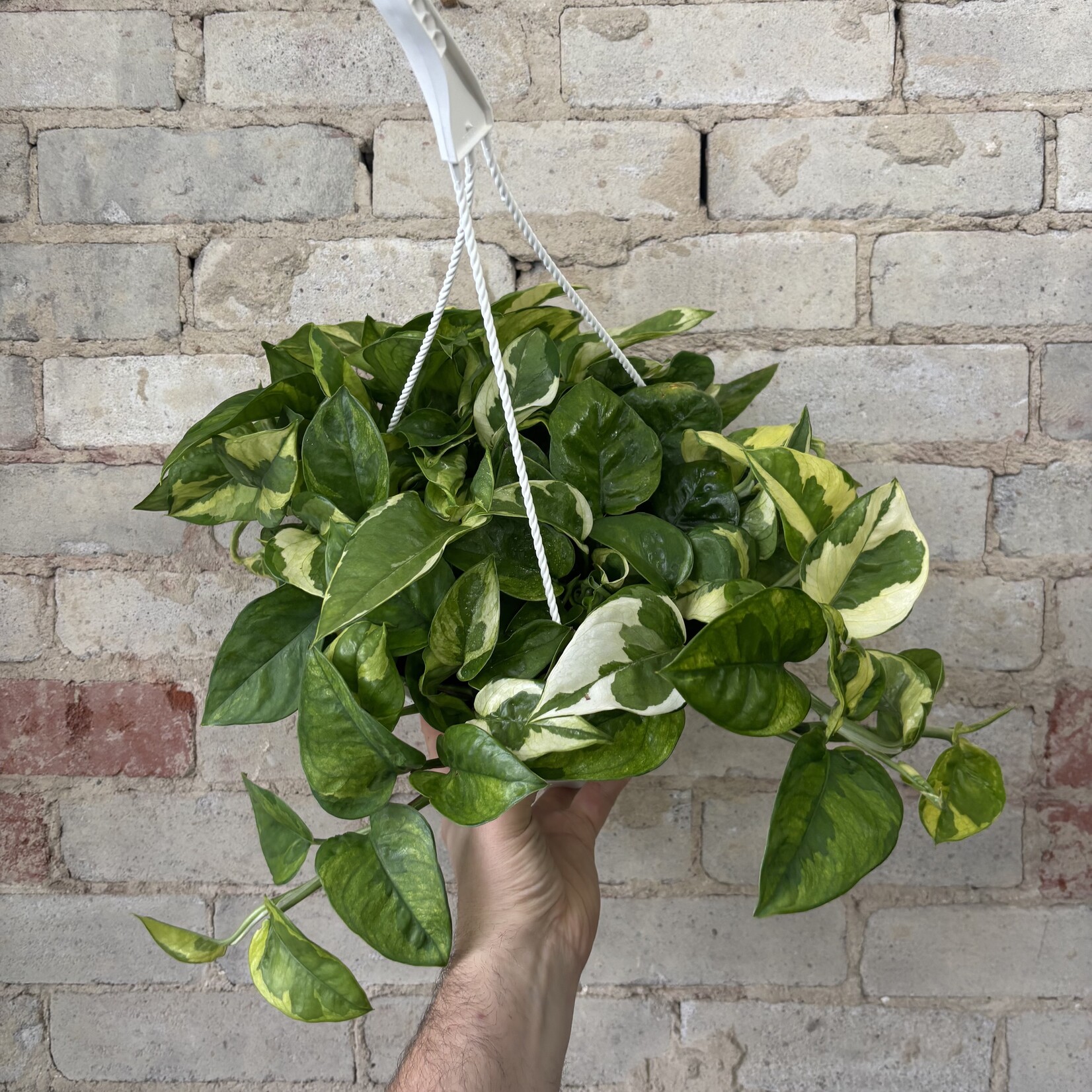 Lemon Meringue Pothos 8" HB
