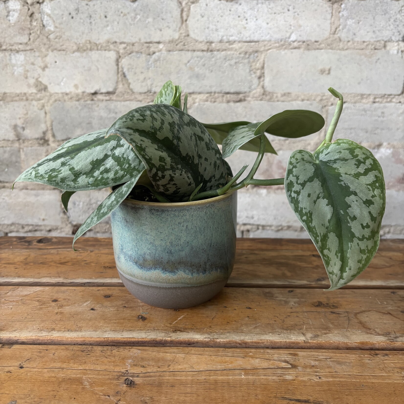 Scindapsus Silver Satin 4"