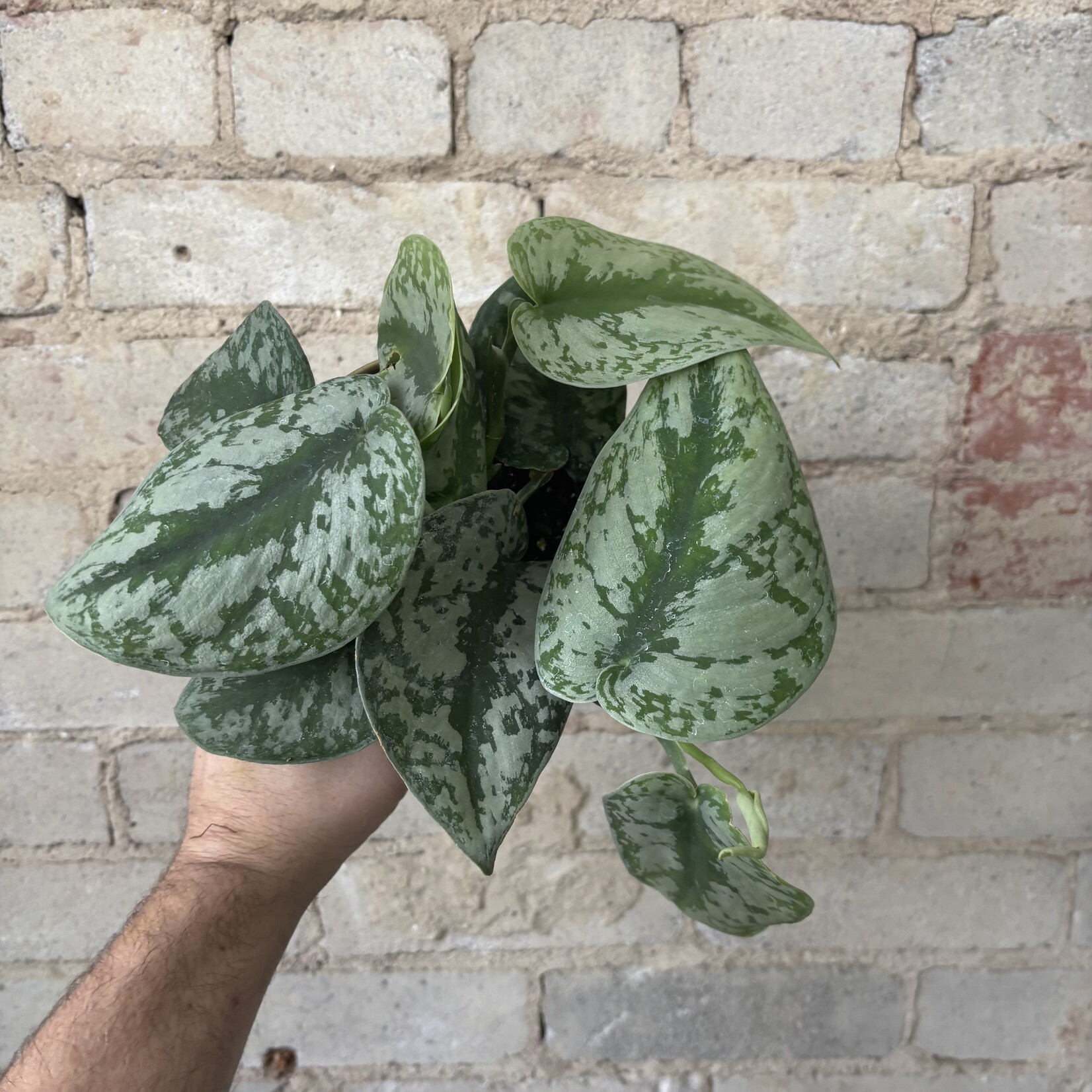 Scindapsus Silver Satin 4"