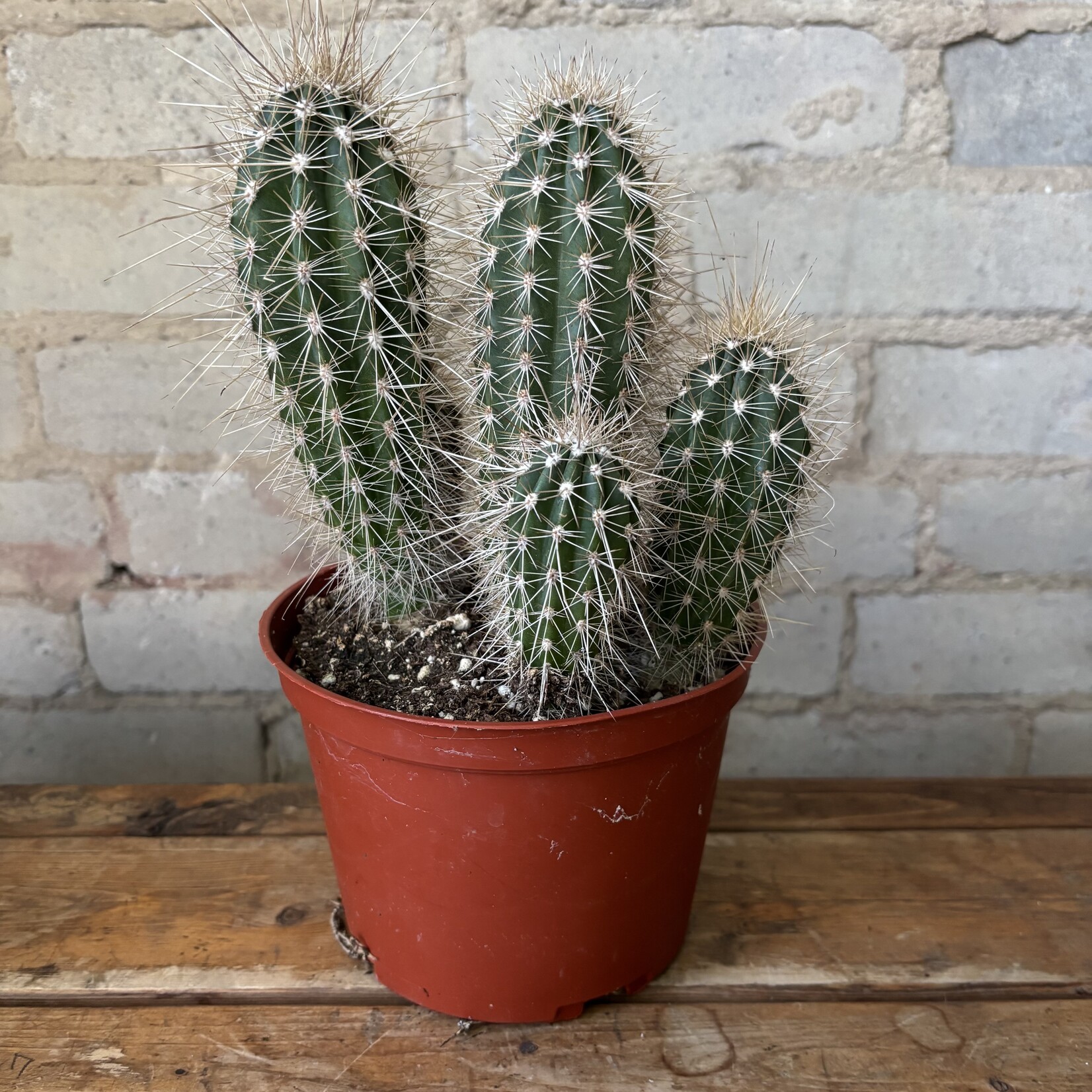 Mexican Giant Cardon Cactus (Pachycereus pringlei) 6"