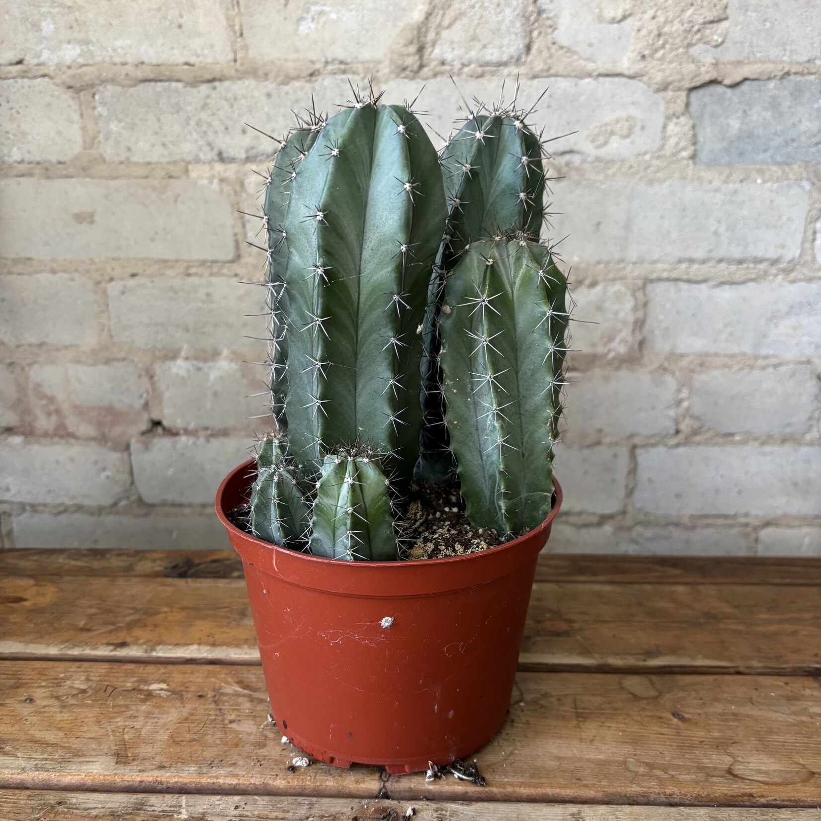 Mexican Pipe Organ Cactus (Stenocereus griseus) 6"