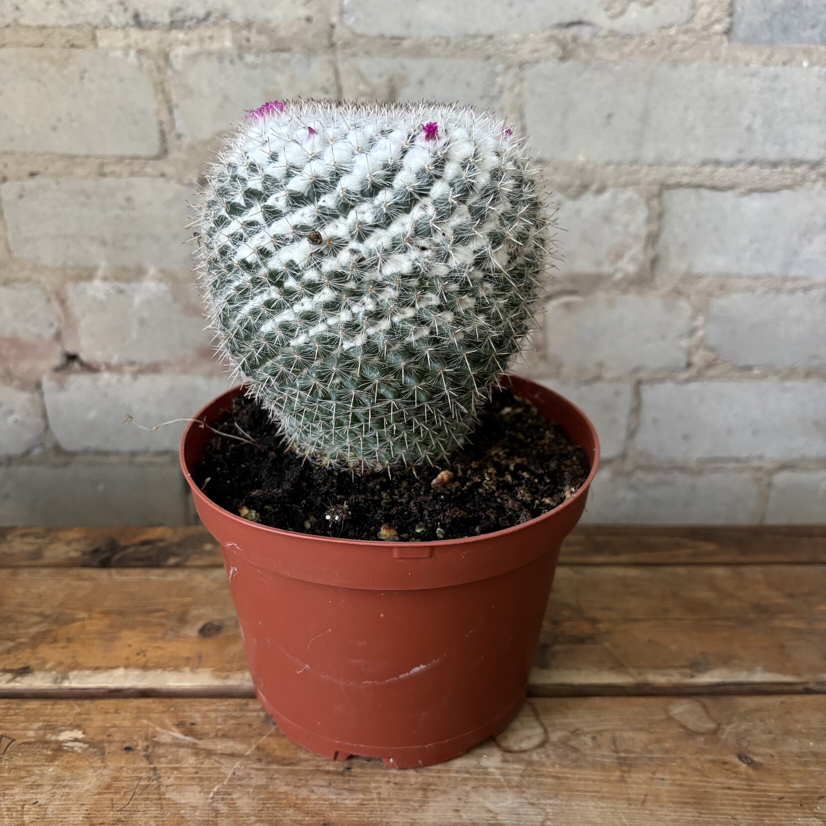 Old Lady Cactus (Mammillaria hahniana) 6"