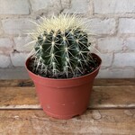 Golden Barrel Cactus 6"