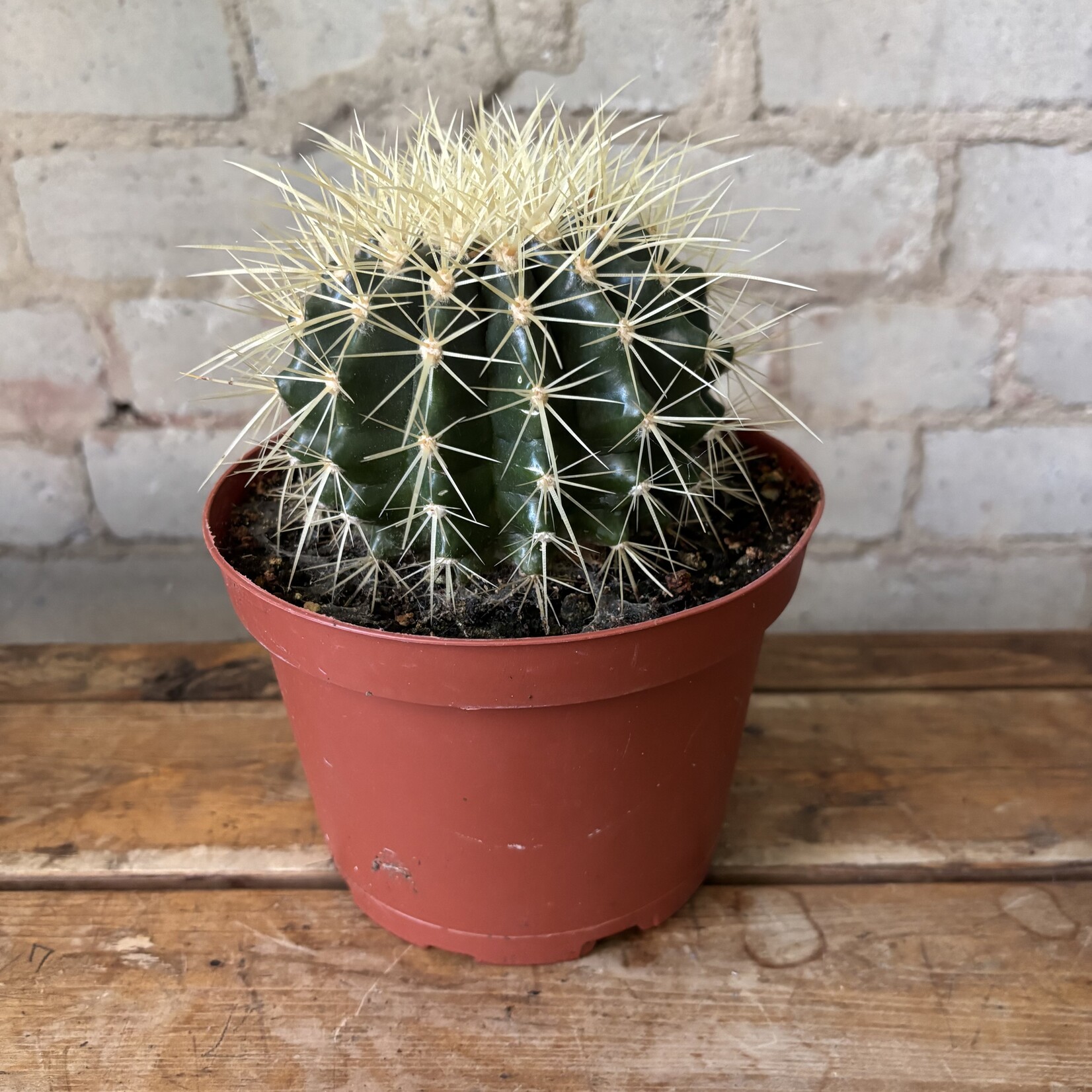 Golden Barrel Cactus 6"