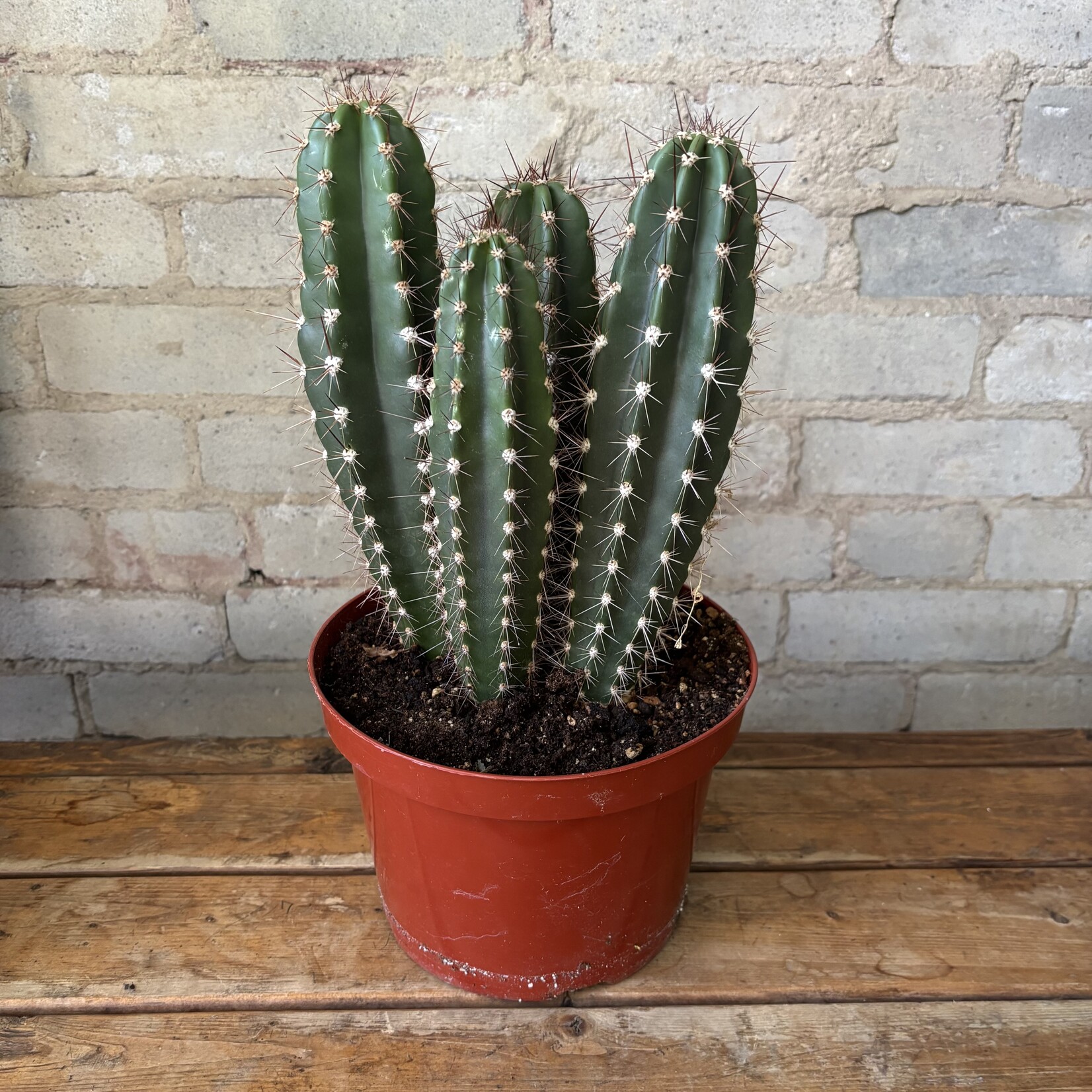 Toothpick Cactus (Stetsonia coryne) 8"