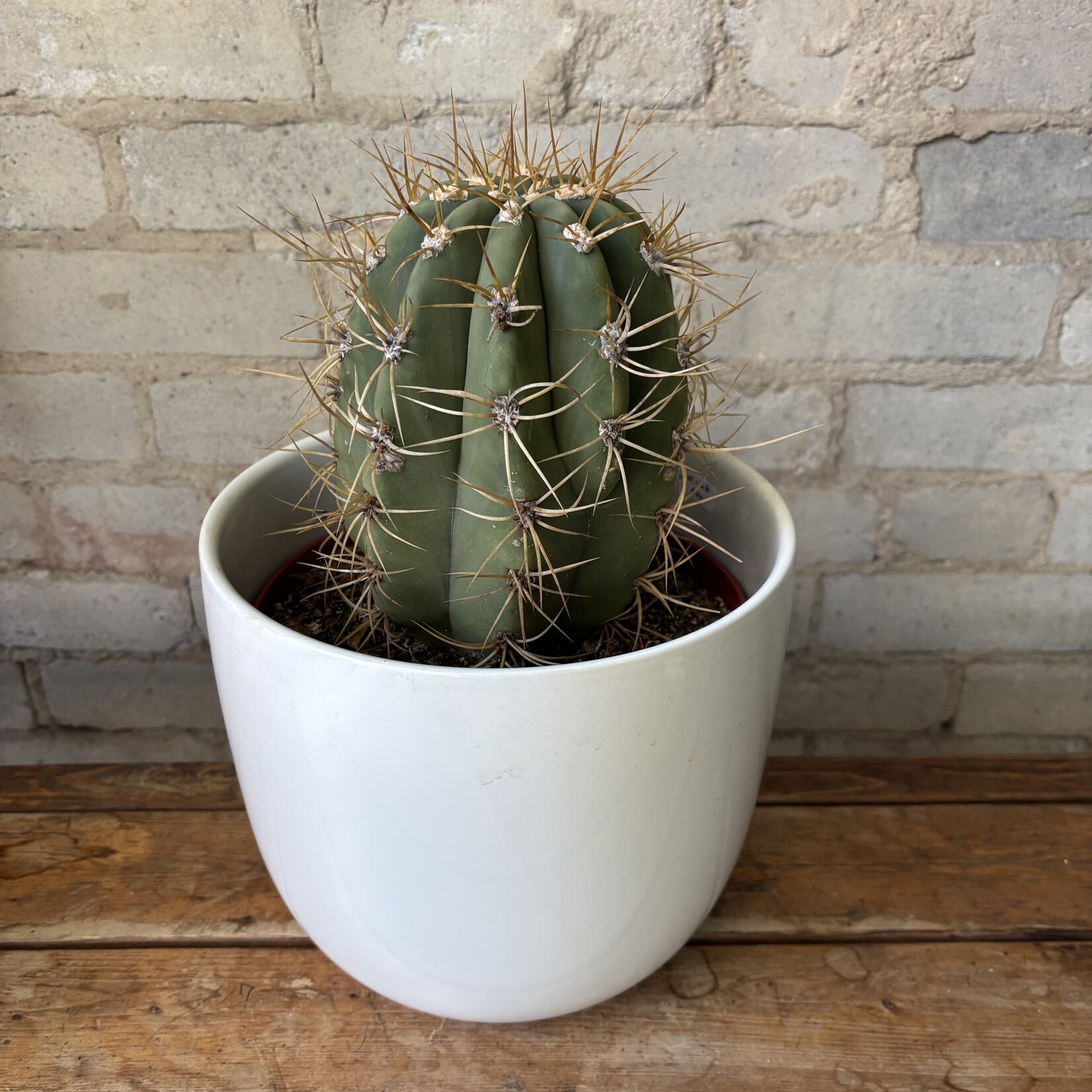 Argentine Saguaro Cactus (Echinopsis terscheckii) 8"