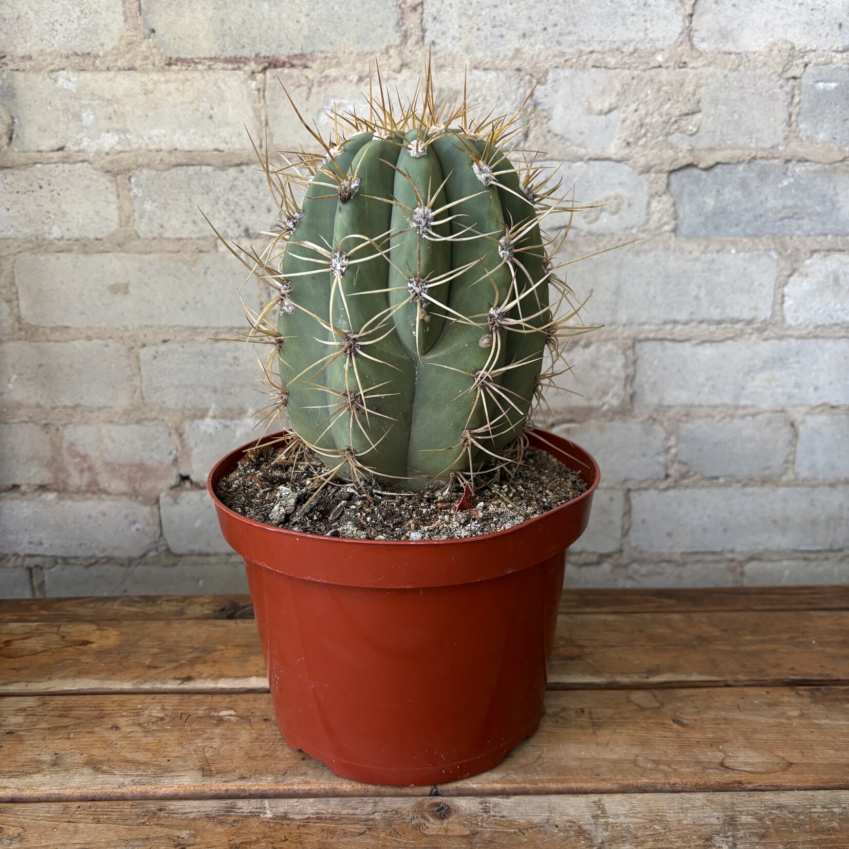 Argentine Saguaro Cactus (Echinopsis terscheckii) 8"