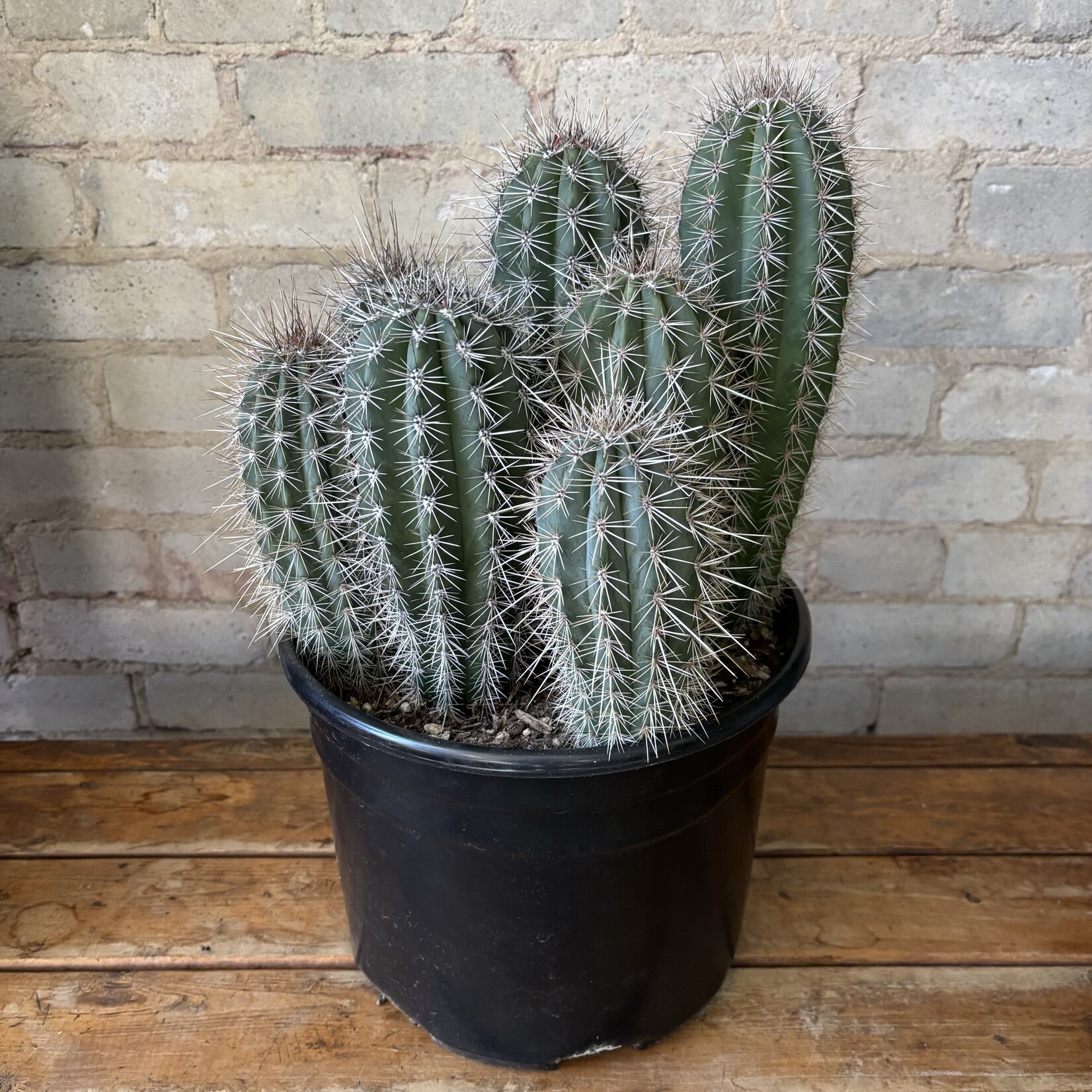 Mexican Giant Cardon Cactus  (Pachycereus pringlei) 10"