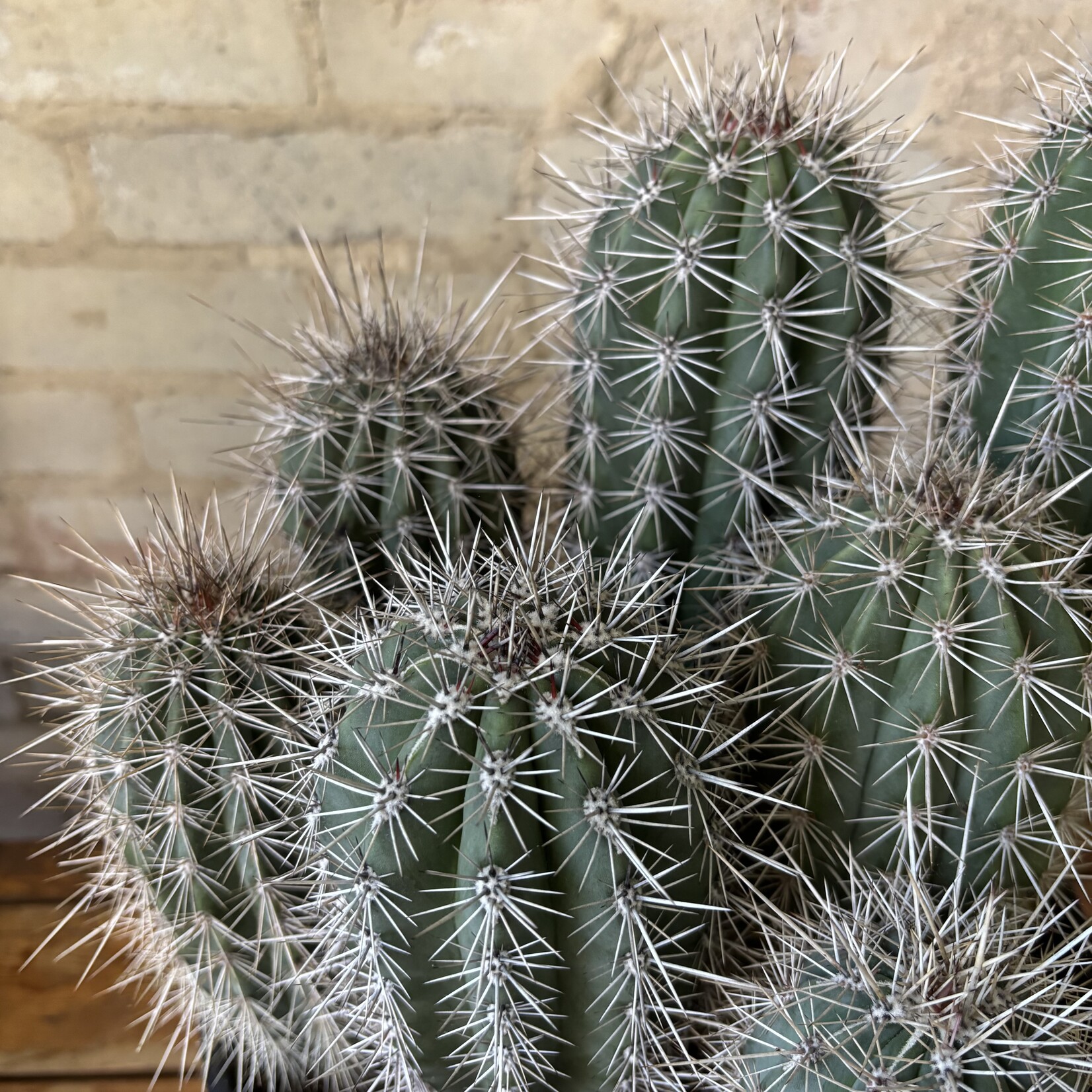 Mexican Giant Cardon Cactus  (Pachycereus pringlei) 10"