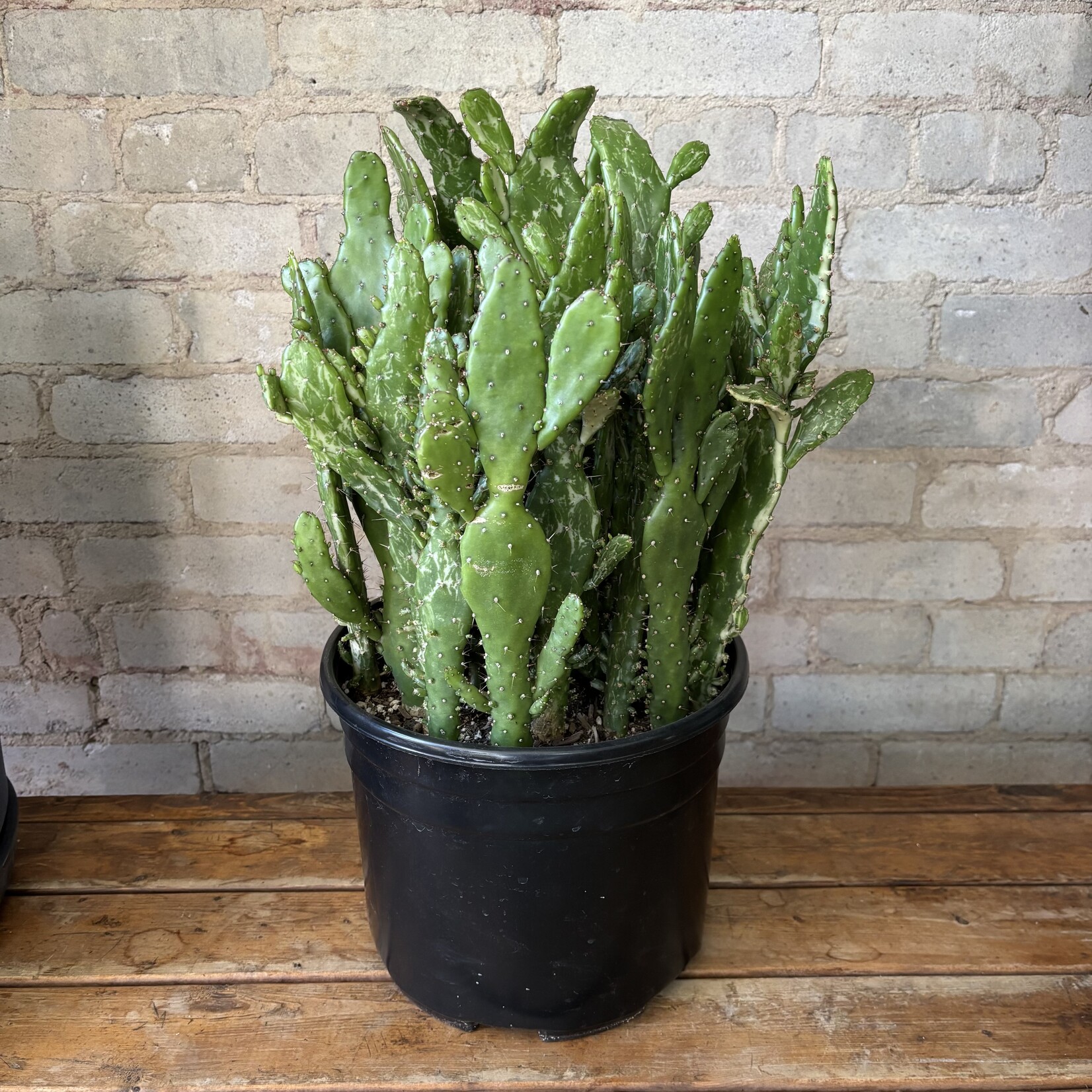 Prickly Pear Cactus (Opuntia Monacantha) 10"