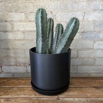 Mexican Pipe Organ Cactus (Stenocereus griseus) 8"