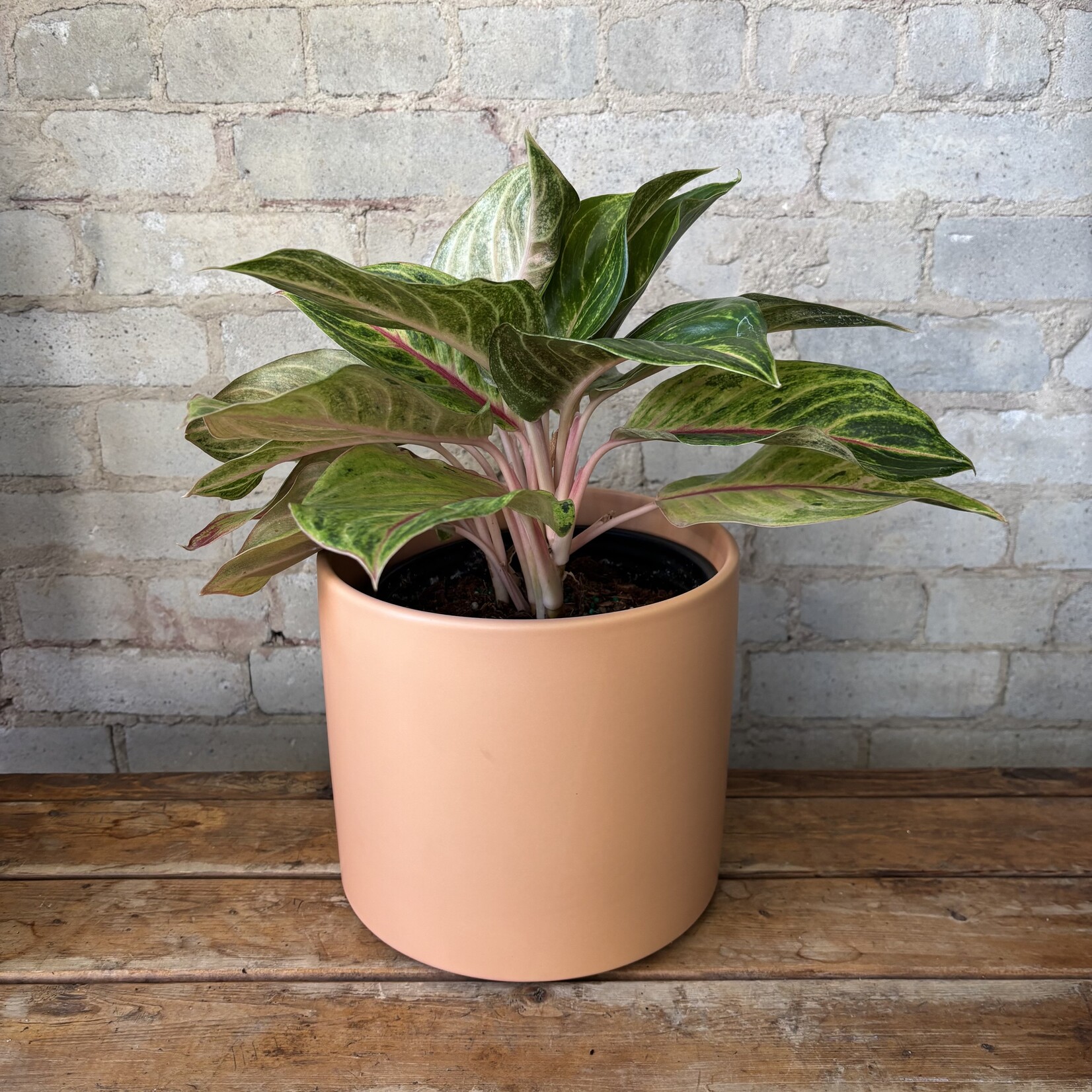 Aglaonema Golden Papaya 8"