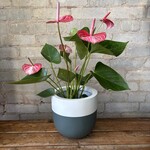 Anthurium Valentine 6"