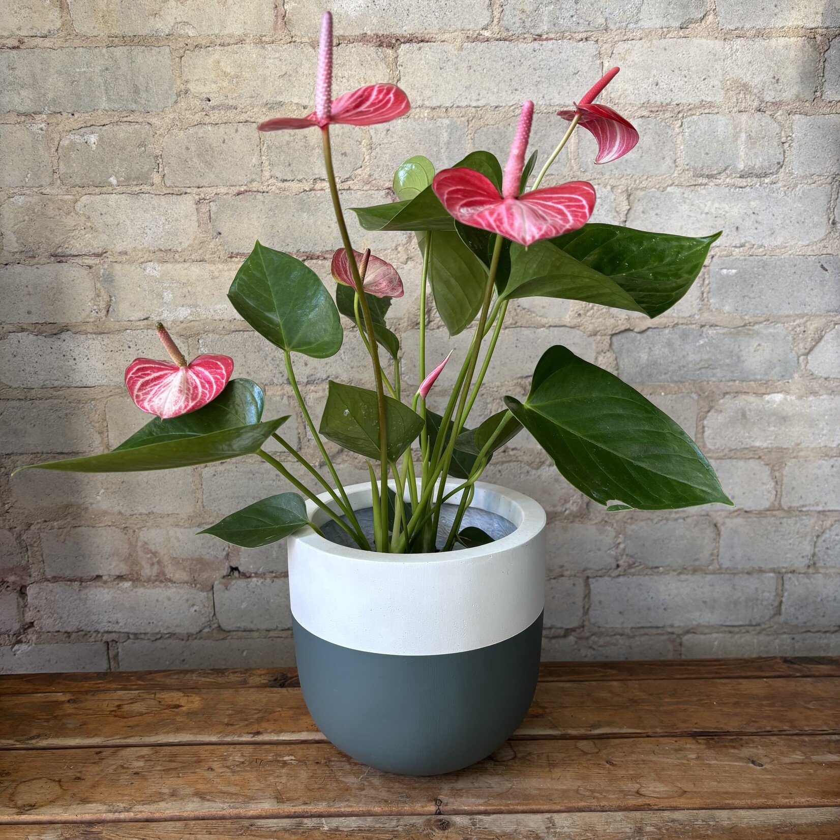 Anthurium Valentine 6"