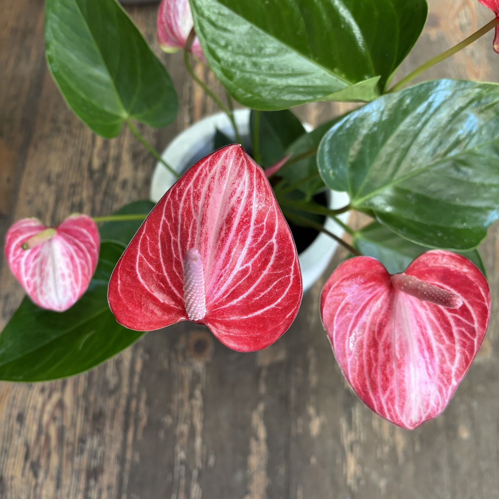 Anthurium Valentine 6"