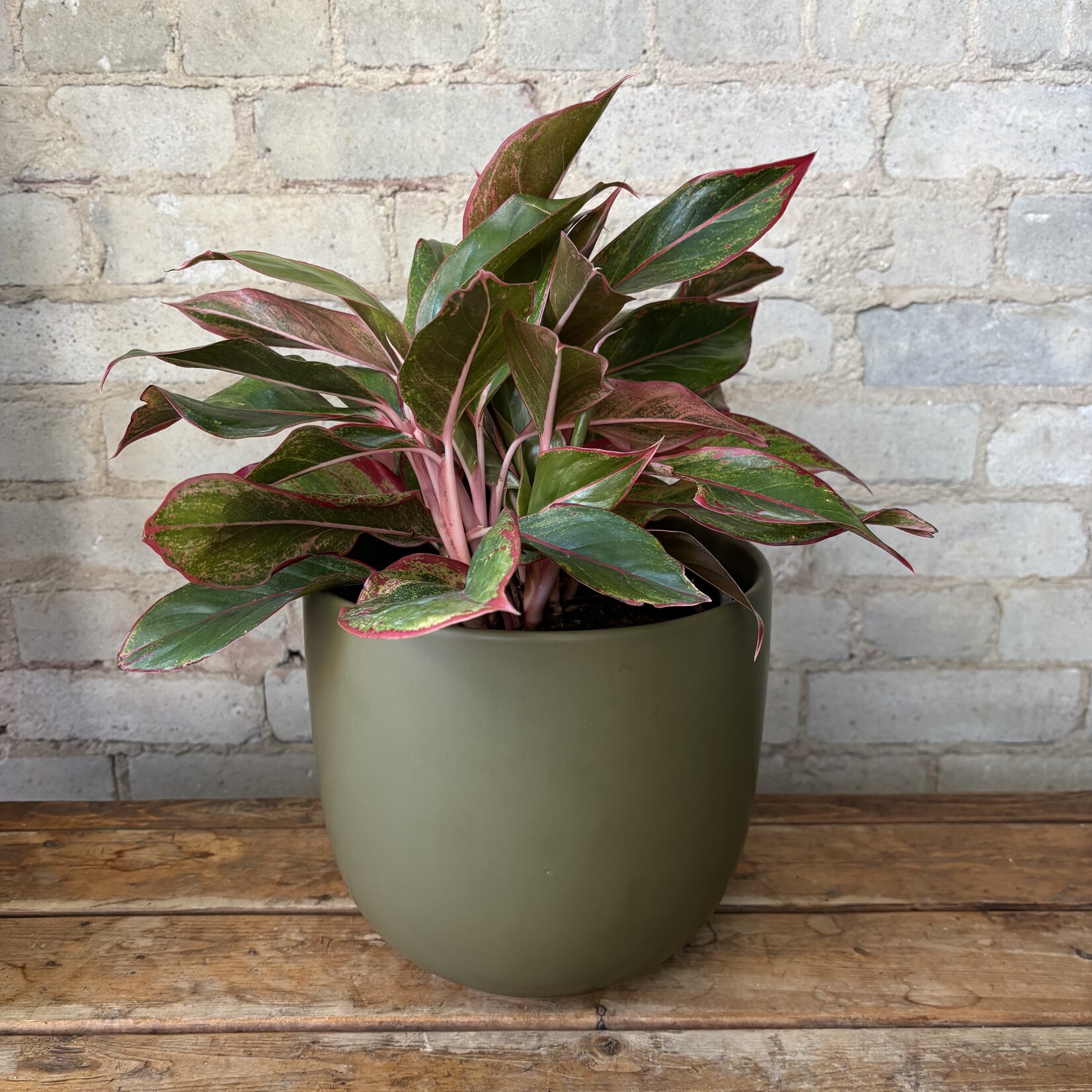 Aglaonema Creta 8"