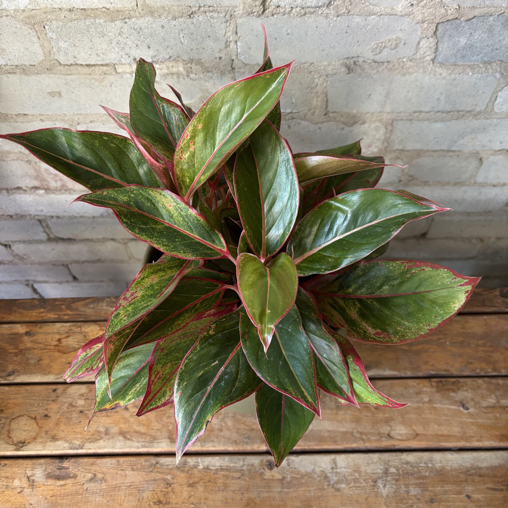 Aglaonema Creta 8"
