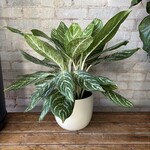 Aglaonema Golden Madonna 8"