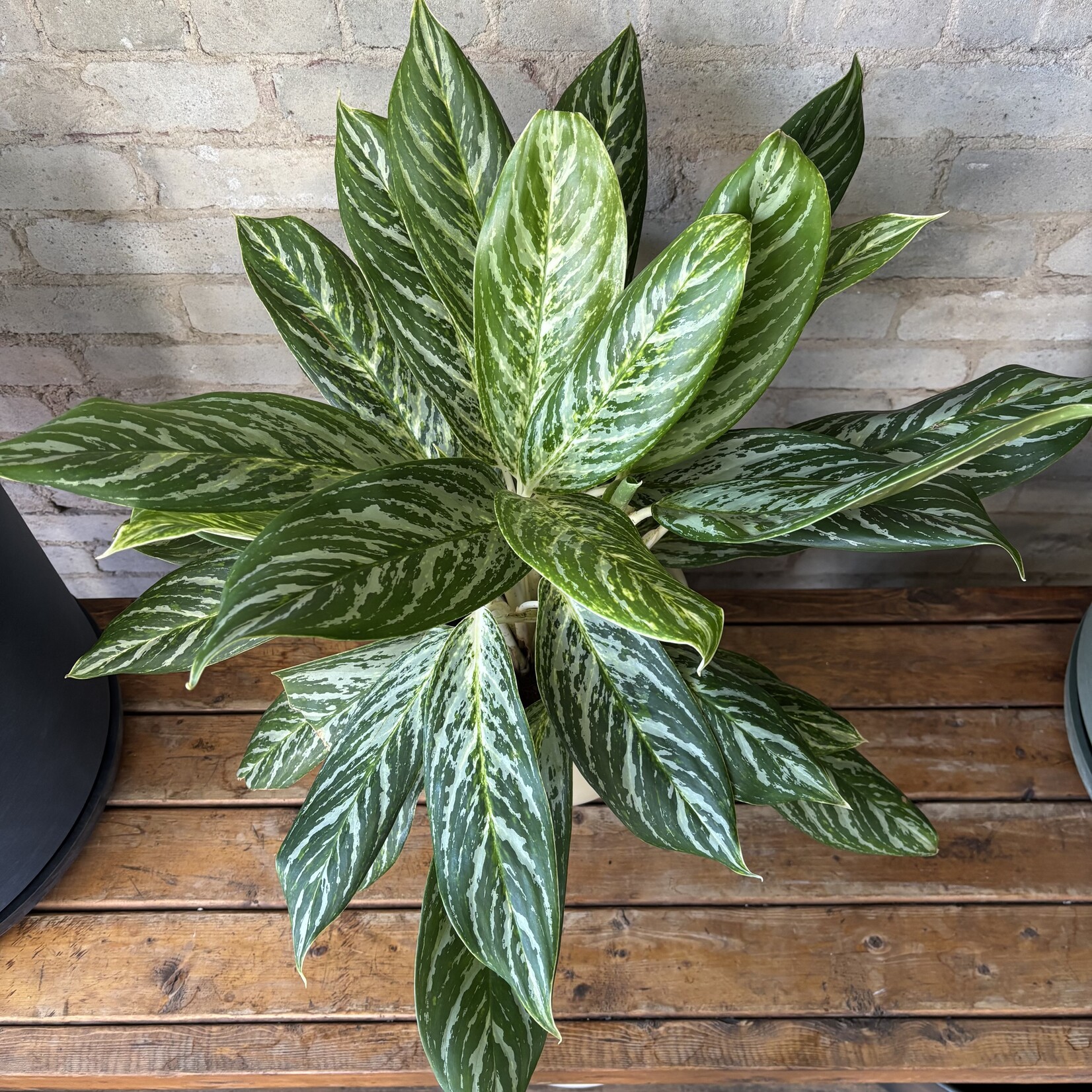 Aglaonema Golden Madonna 8"
