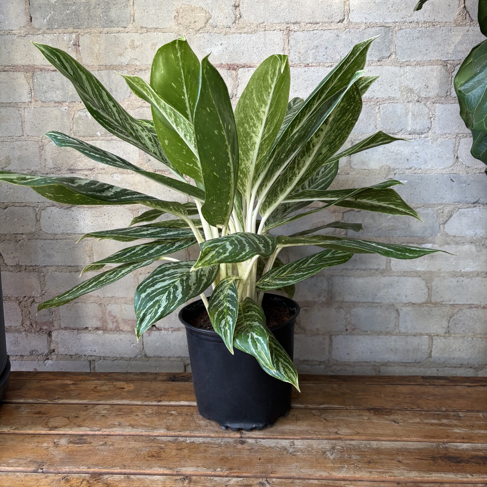 Aglaonema Golden Madonna 8"