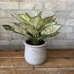 Aglaonema Pink Princess 5"