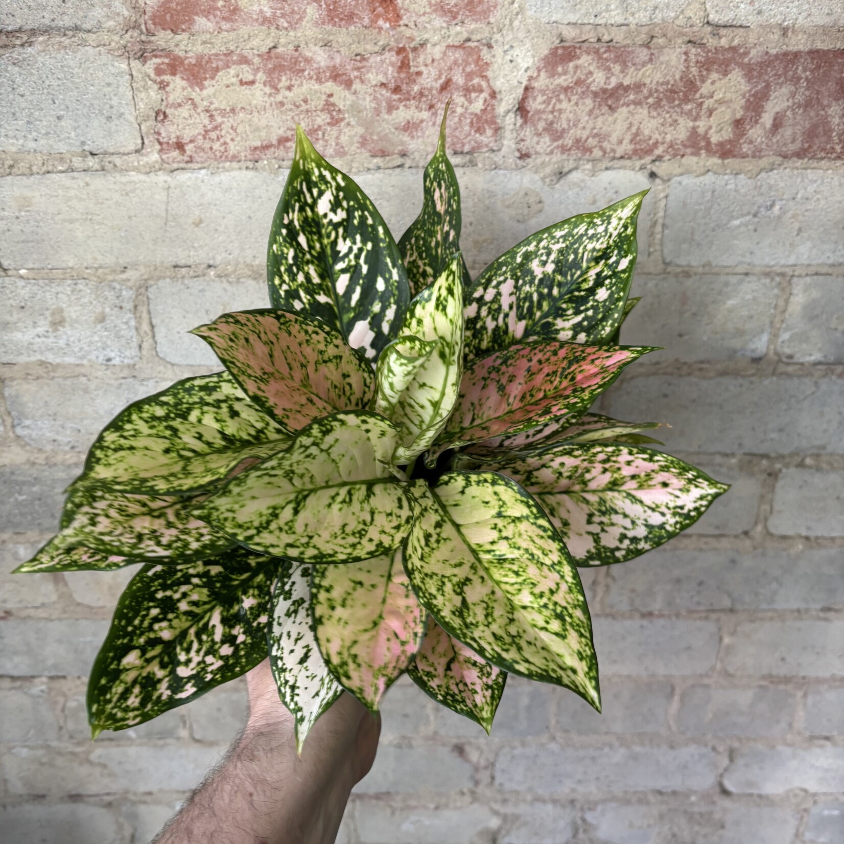 Aglaonema Pink Princess 5"